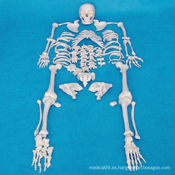 Modelo de esqueleto humano de alta calidad para la enseñanza médica (R020104)